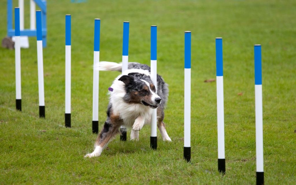 chien pratiquant l agility supercroquettes